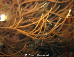 you have really long legs! by Yuzuru Hamasaki 